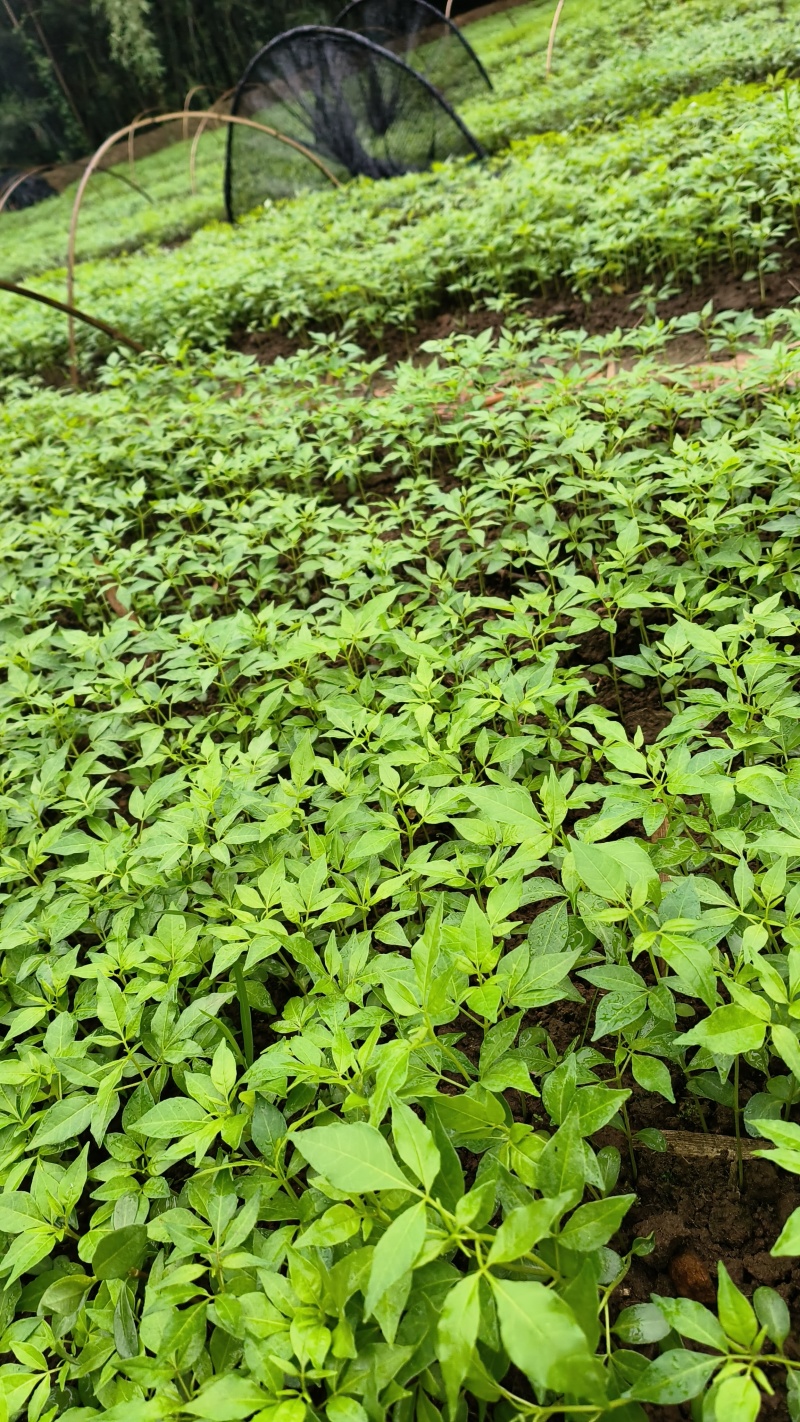川黄柏，厚皮黄柏芽苗大量上市