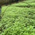川黄柏，厚皮黄柏芽苗大量上市