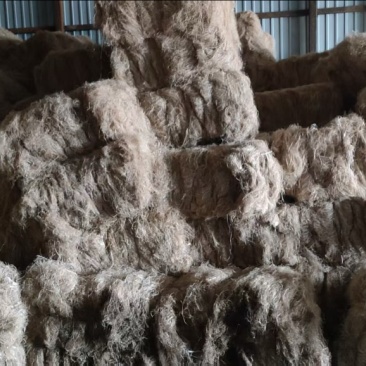黑龙江罗布麻大量供应，保质保量，货源充足，咨询