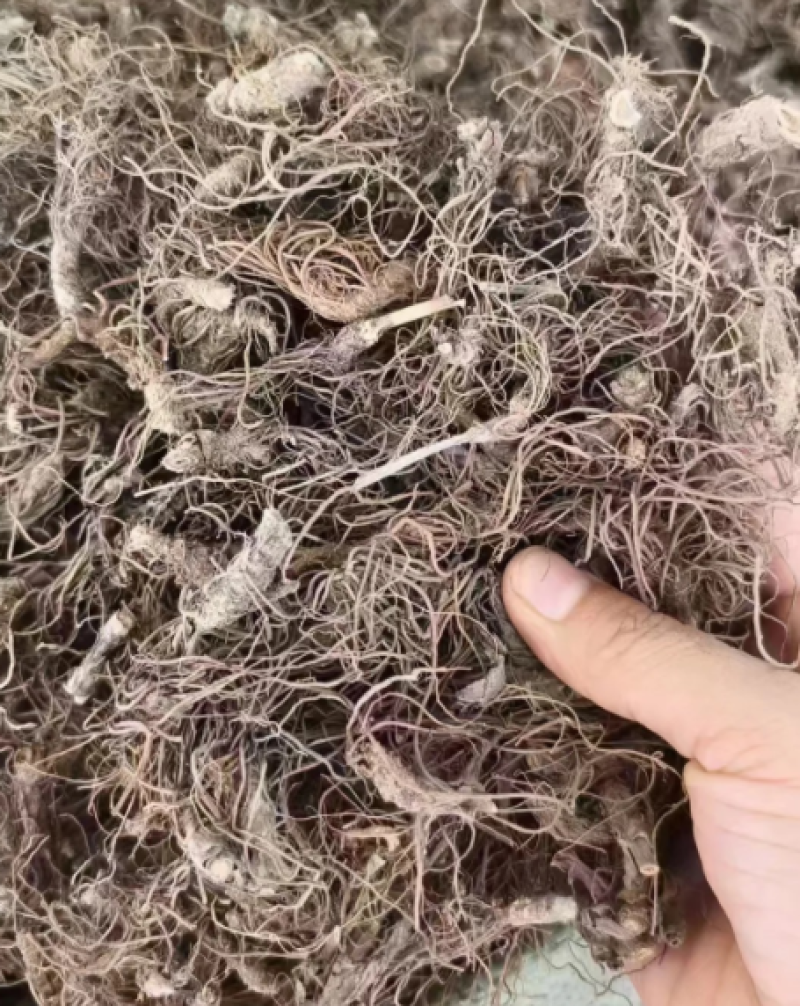 【精选】新鲜地胆头质量保证量大价优支持代发