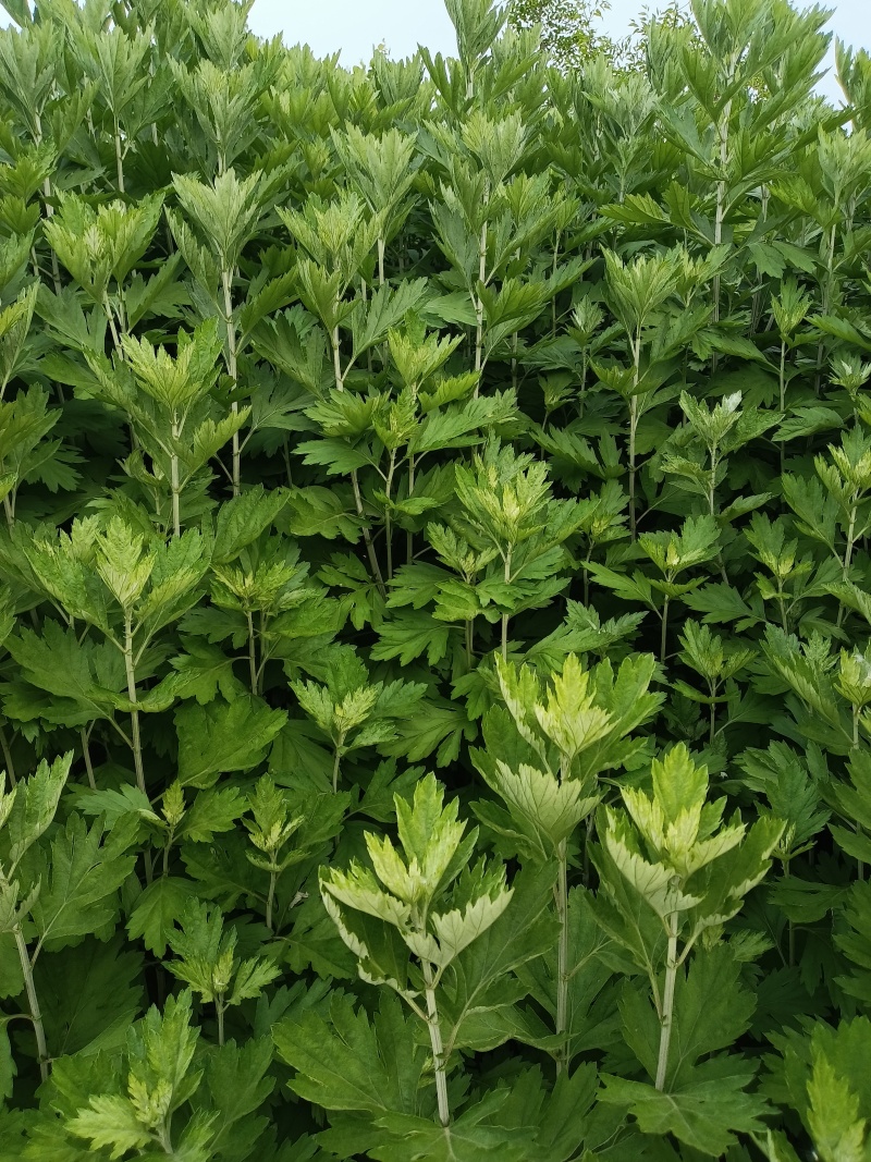 新鲜艾草