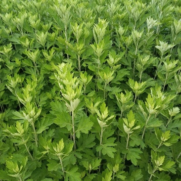 新鲜艾草