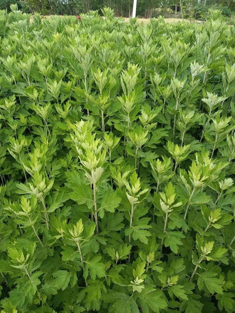 新鲜艾草
