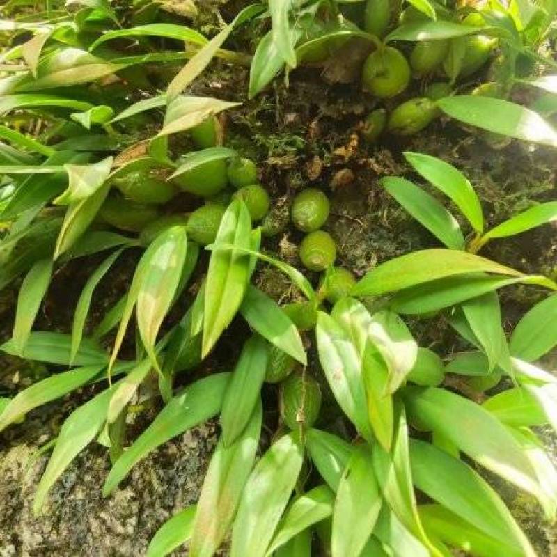【精选】新鲜石橄榄单叶中小果粒粒青绿支持代发