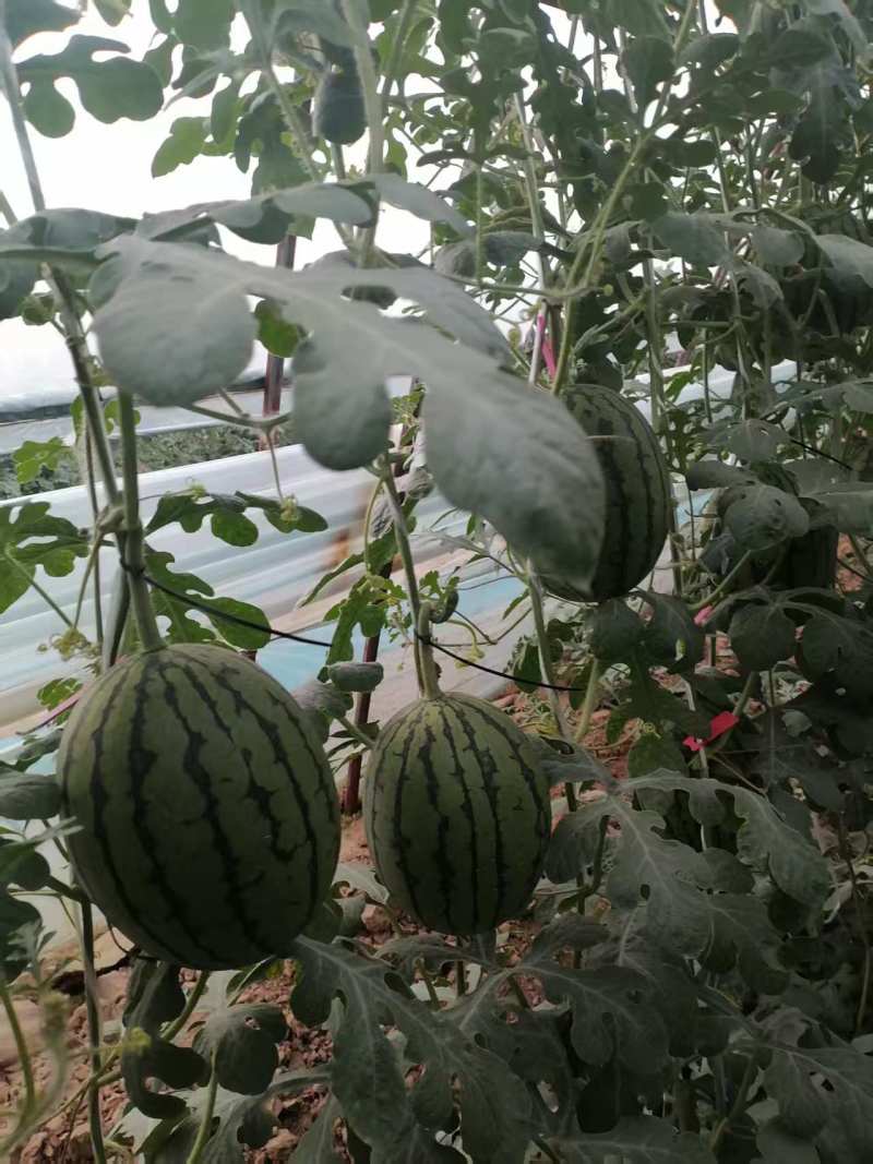 【实力】河南精品小吊瓜，全美2K西瓜产地直发价优可