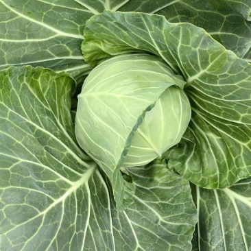 甘蓝包菜