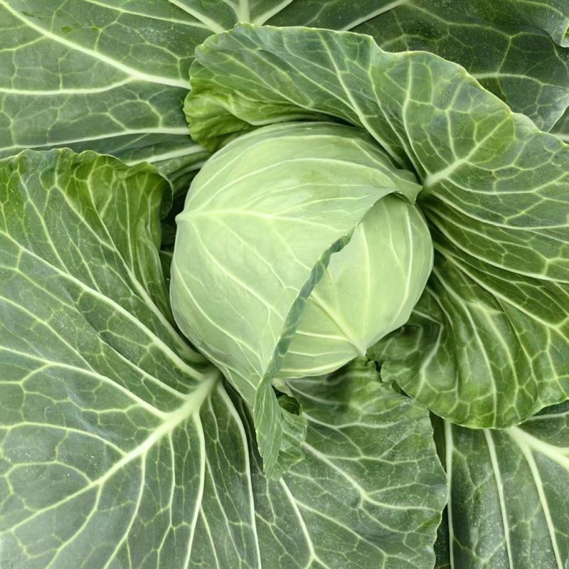 甘蓝包菜
