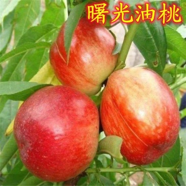 湖北曙光油桃，产地直发，一手货源，欢迎新老客户前来合作