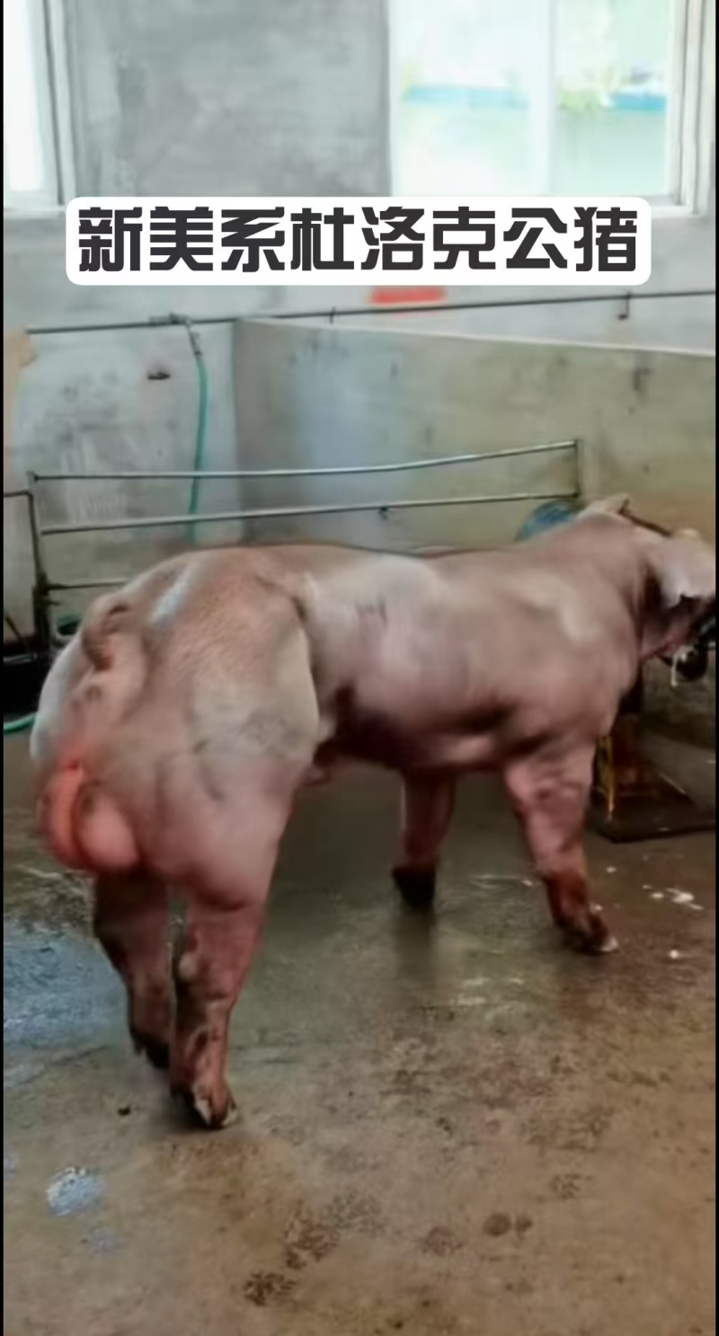 高长版大骨架新美系杜洛克公猪