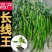 特长线椒苗高产线椒秧苗中辣长线椒苗薄皮线椒苗四季素菜苗带土
