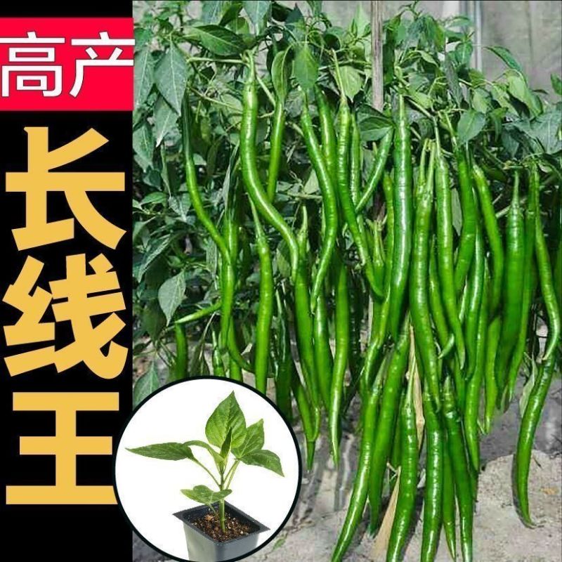 特长线椒苗高产线椒秧苗中辣长线椒苗薄皮线椒苗四季素菜苗带土