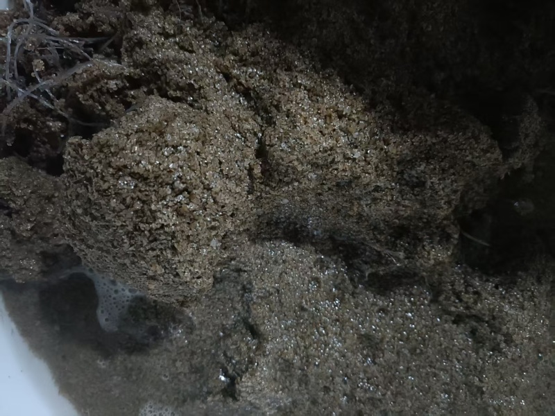 虾夷扇贝苗开始分啦，一个3.5厘
