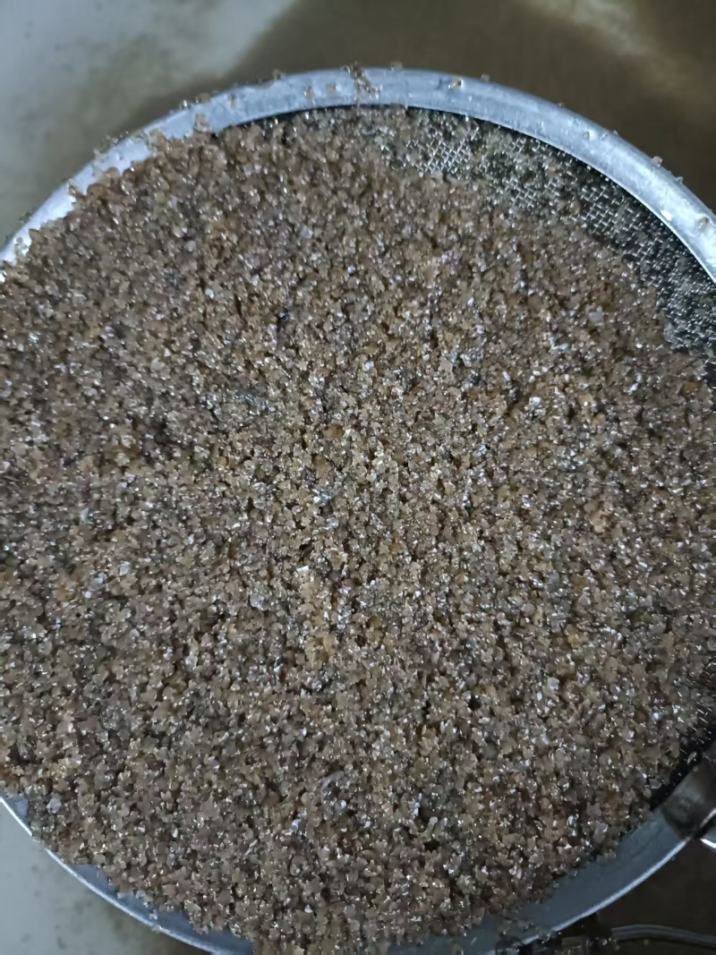 虾夷扇贝苗开始分啦，一个3.5厘
