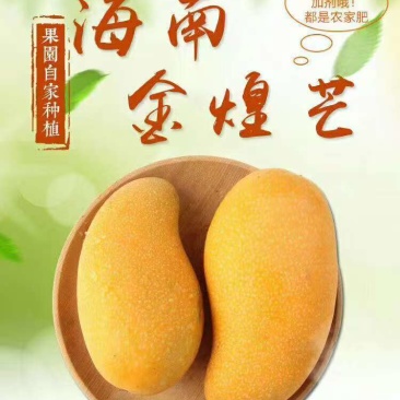 海南三亚精品一级金煌芒顺丰京东快递包邮支持代发