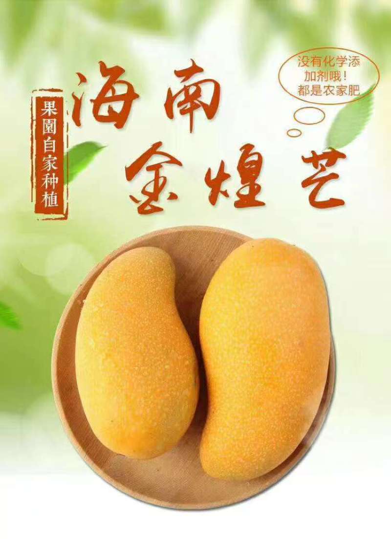海南三亚精品一级金煌芒顺丰京东快递包邮支持代发