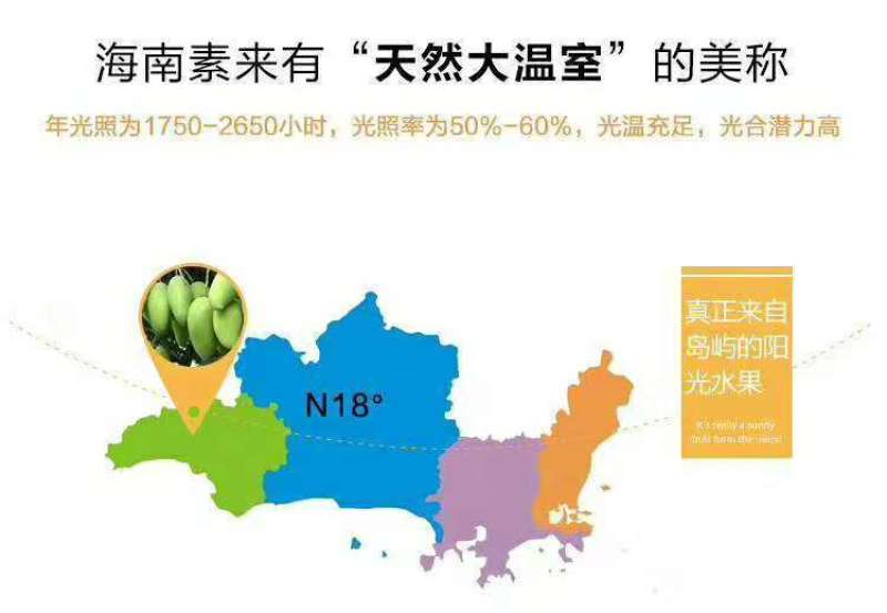 海南三亚精品一级金煌芒顺丰京东快递包邮支持代发