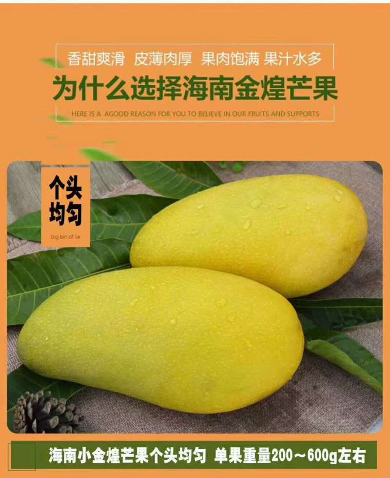 海南三亚精品一级金煌芒顺丰京东快递包邮支持代发