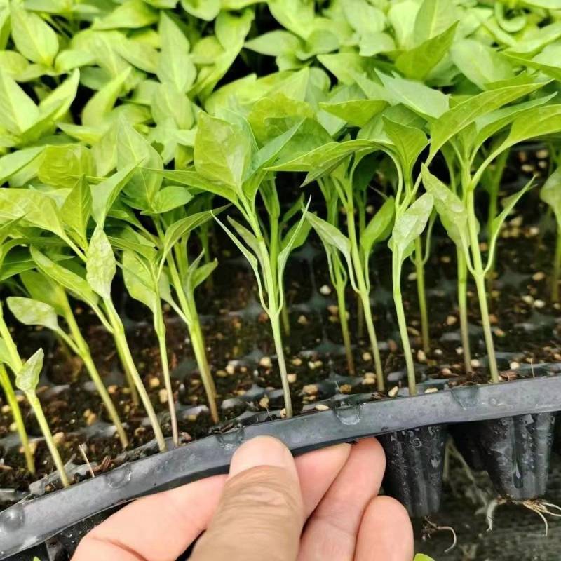 特长线椒苗高产线椒秧苗中辣长线椒苗薄皮线椒苗四季素菜苗带土