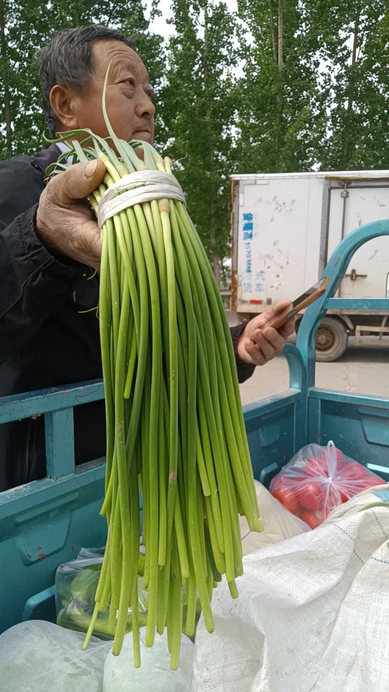 乱苔子