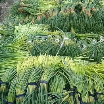 乱苔子