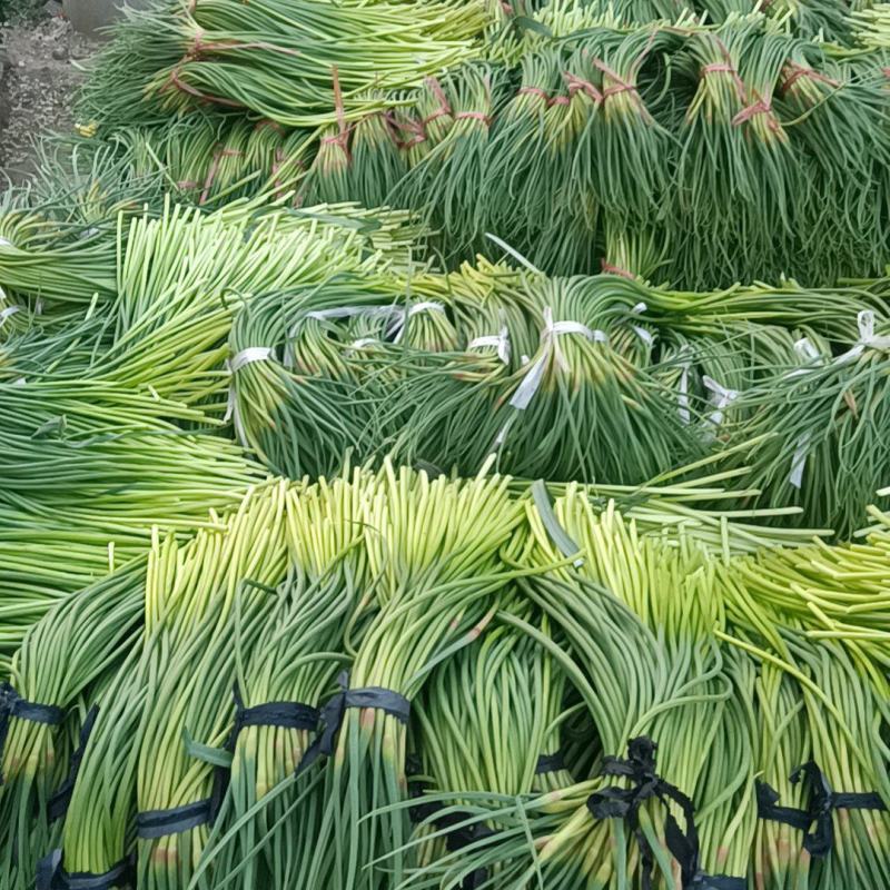乱苔子