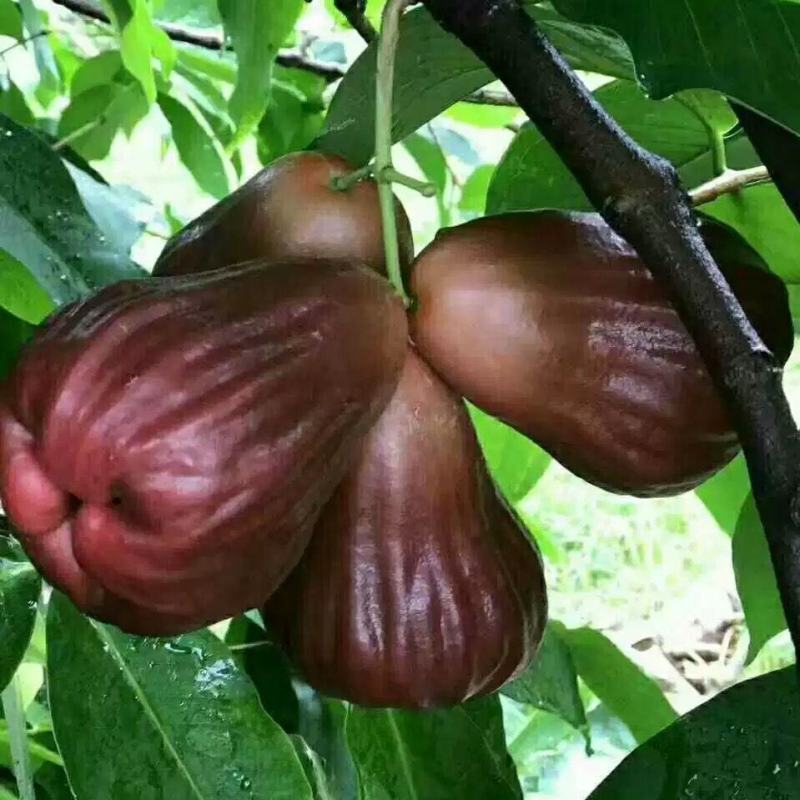 黑糖芭比莲雾大苗