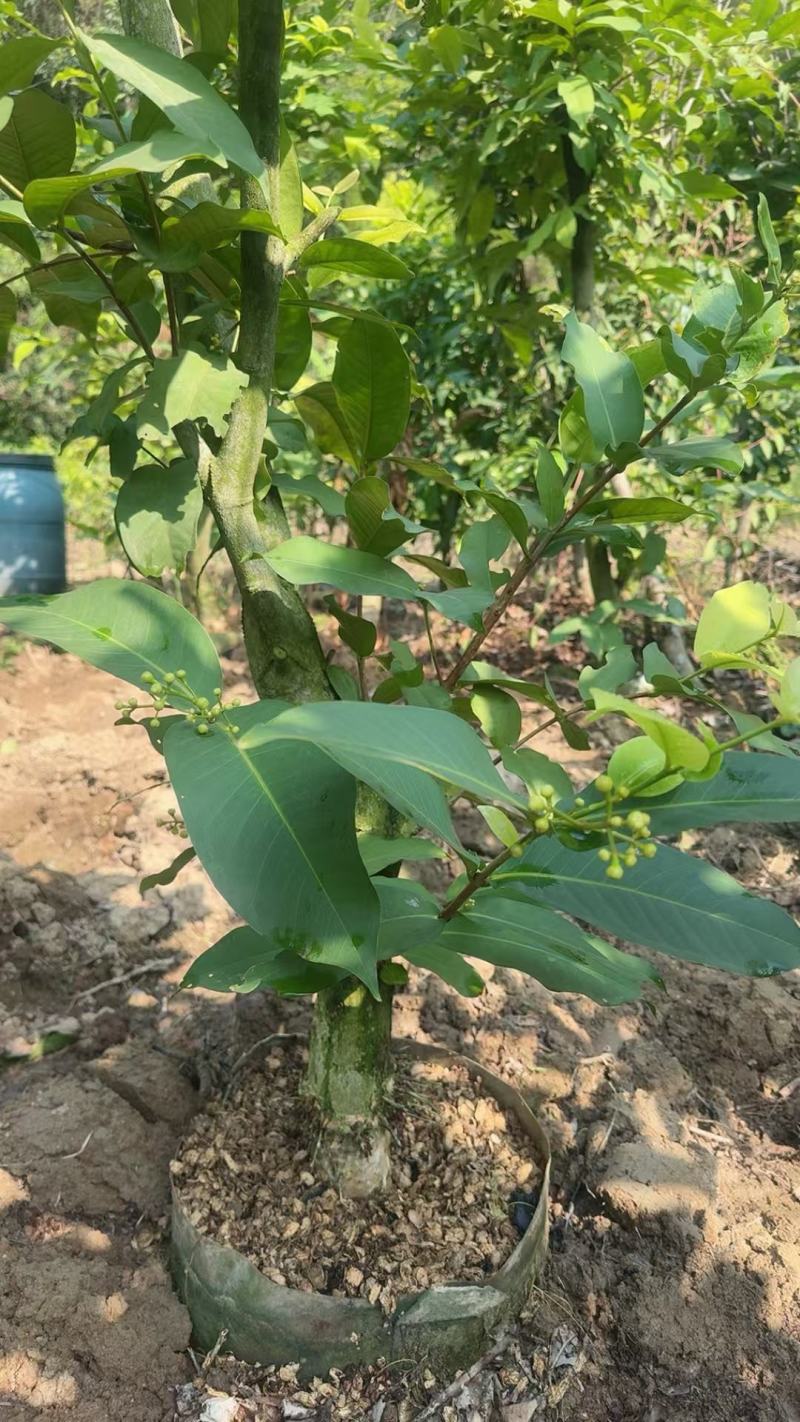 黑糖芭比莲雾大苗