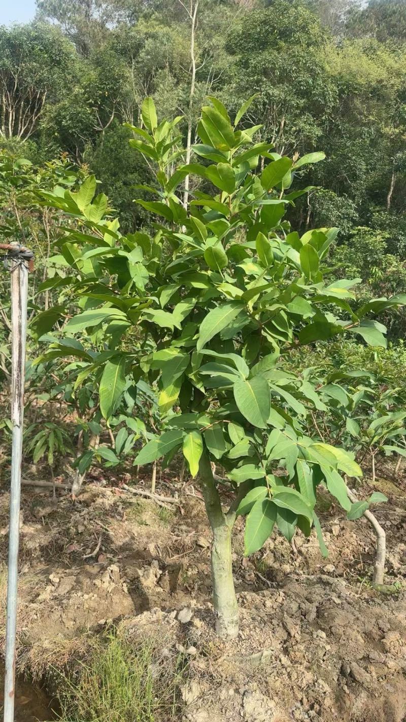 黑糖芭比莲雾大苗