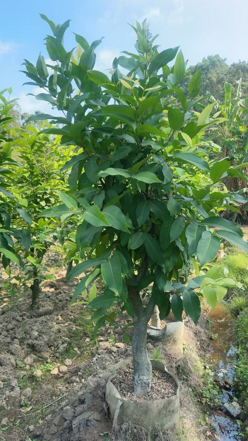 黑糖芭比莲雾大苗