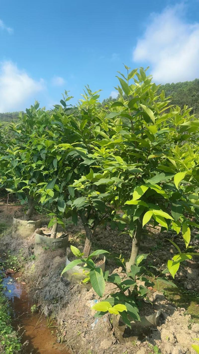 黑糖芭比莲雾大苗