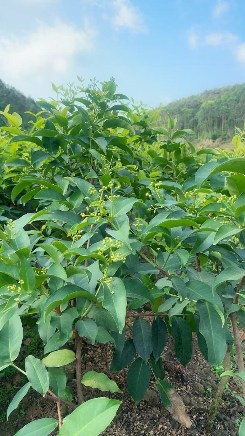 黑糖芭比莲雾大苗