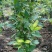 黑糖芭比莲雾大苗