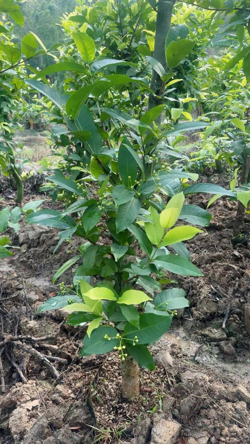 黑糖芭比莲雾大苗