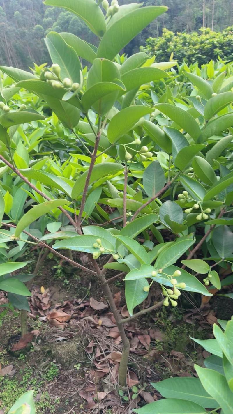黑糖芭比莲雾大苗