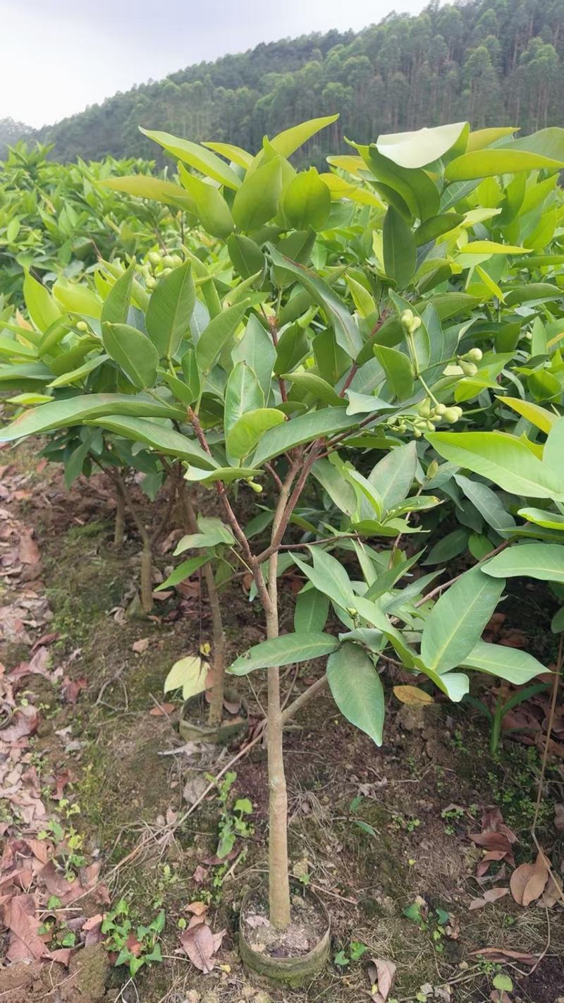 黑糖芭比莲雾大苗