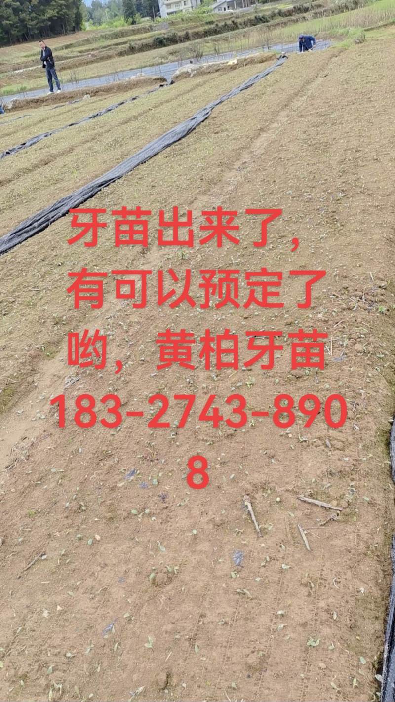 黄连苗，黄柏苗，山桐子苗，火炮树苗，五倍子苗，柳沙苗，楠