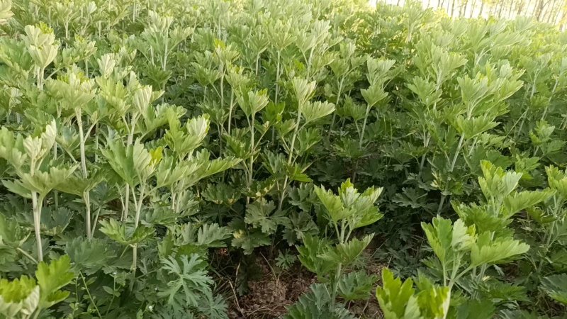 新鲜艾草加菖蒲，根据你的需求定价的