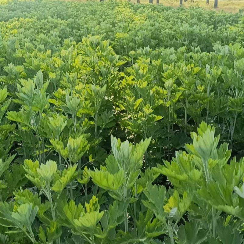 新鲜艾草加菖蒲，根据你的需求定价的