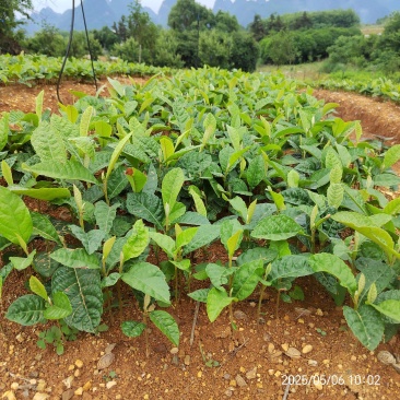 枇杷苗枇杷实生苗枇杷芽苗枇杷砧木苗枇杷基地