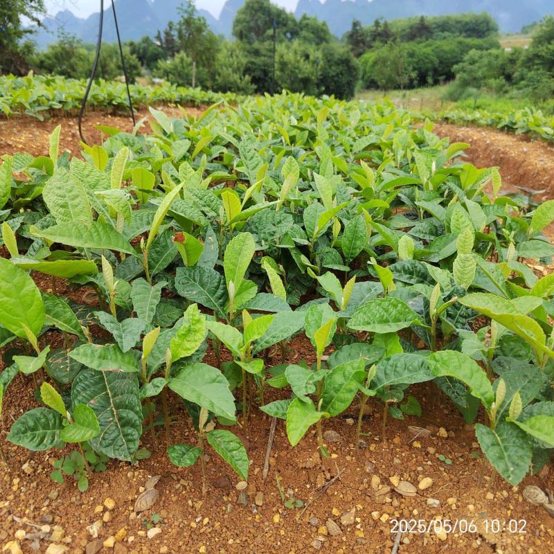枇杷苗枇杷实生苗枇杷芽苗枇杷砧木苗枇杷基地