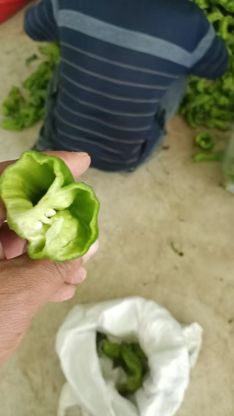 新鲜薄皮苏椒，大棚种植新品上市，货量充足，欢迎下单咨询。