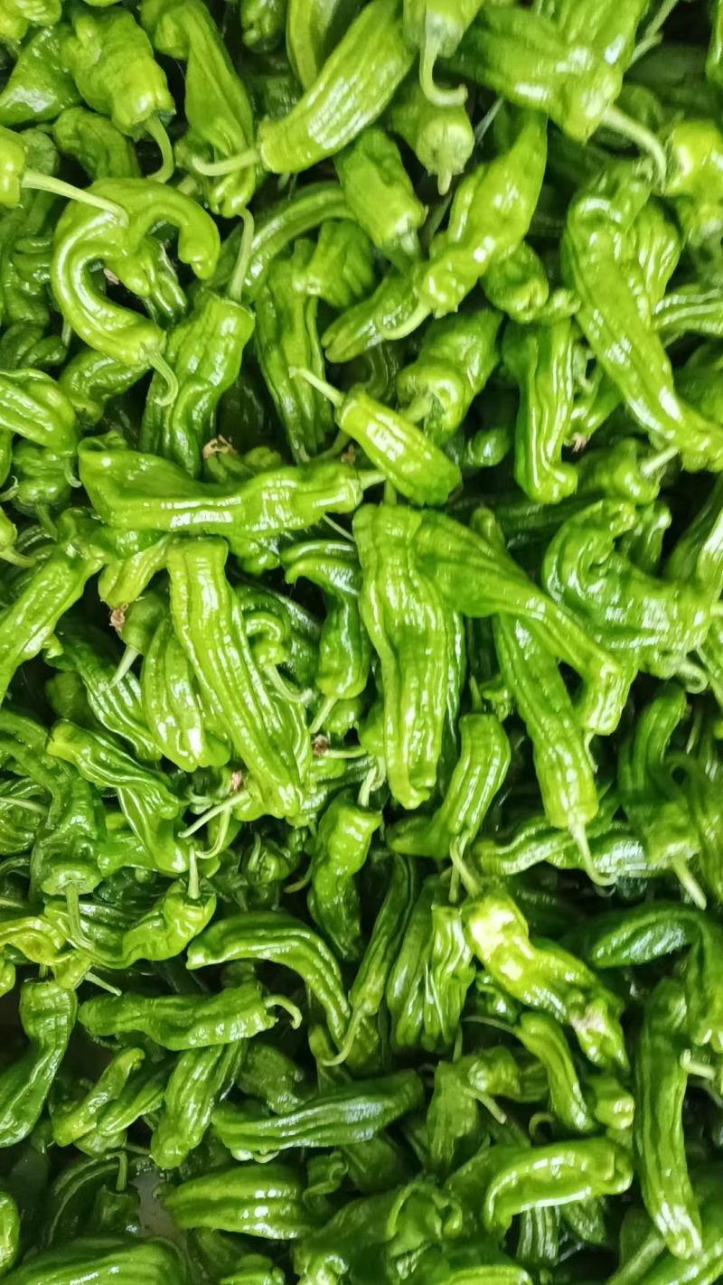 新鲜薄皮苏椒，大棚种植新品上市，货量充足，欢迎下单咨询。