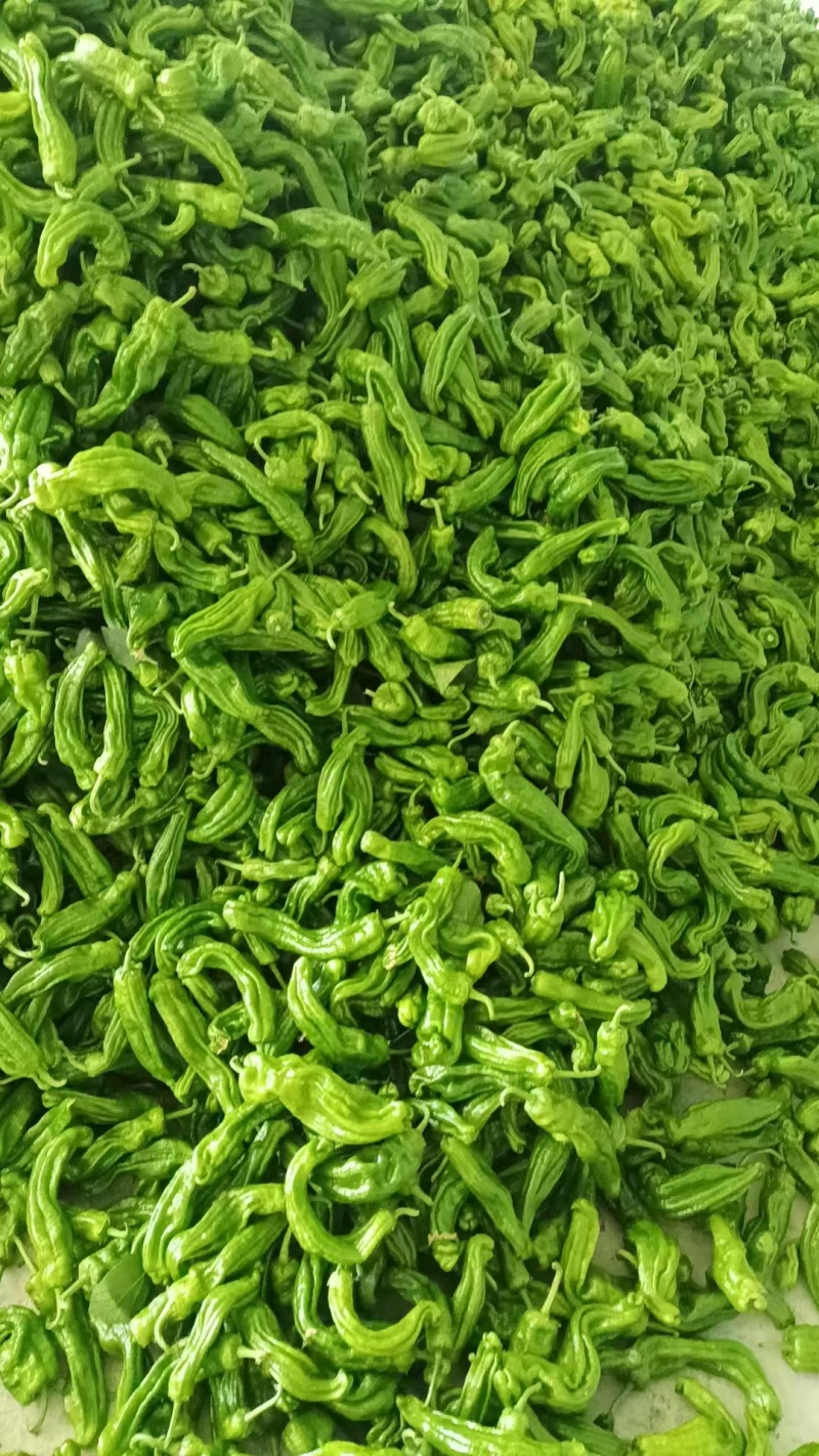 新鲜薄皮苏椒，大棚种植新品上市，货量充足，欢迎下单咨询。