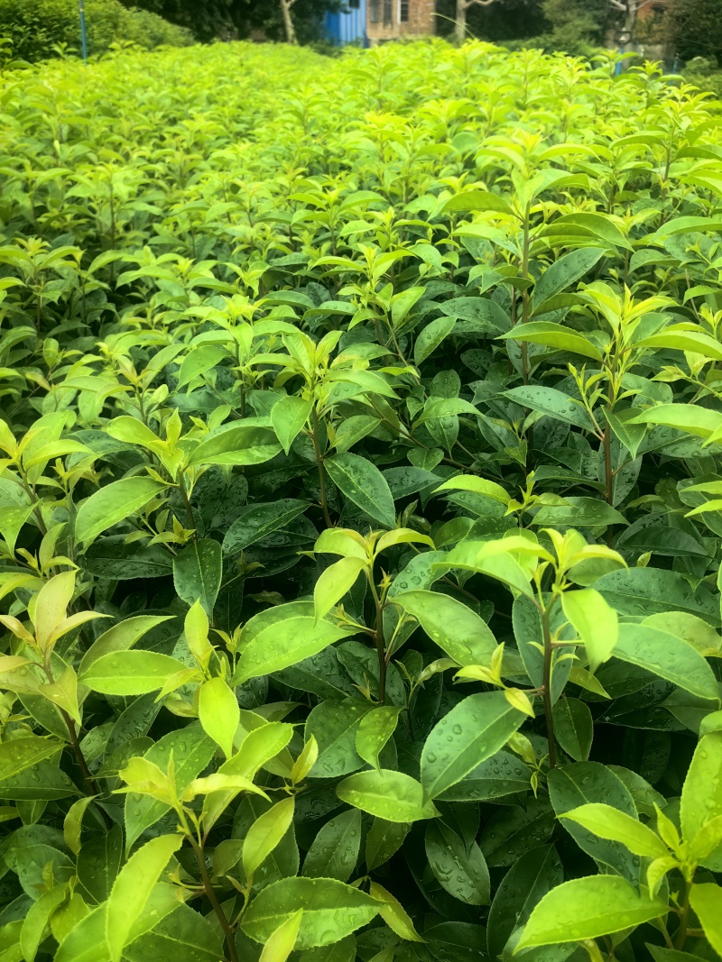 铁冬青绿化苗木铁冬青冬青产地直发量大优惠