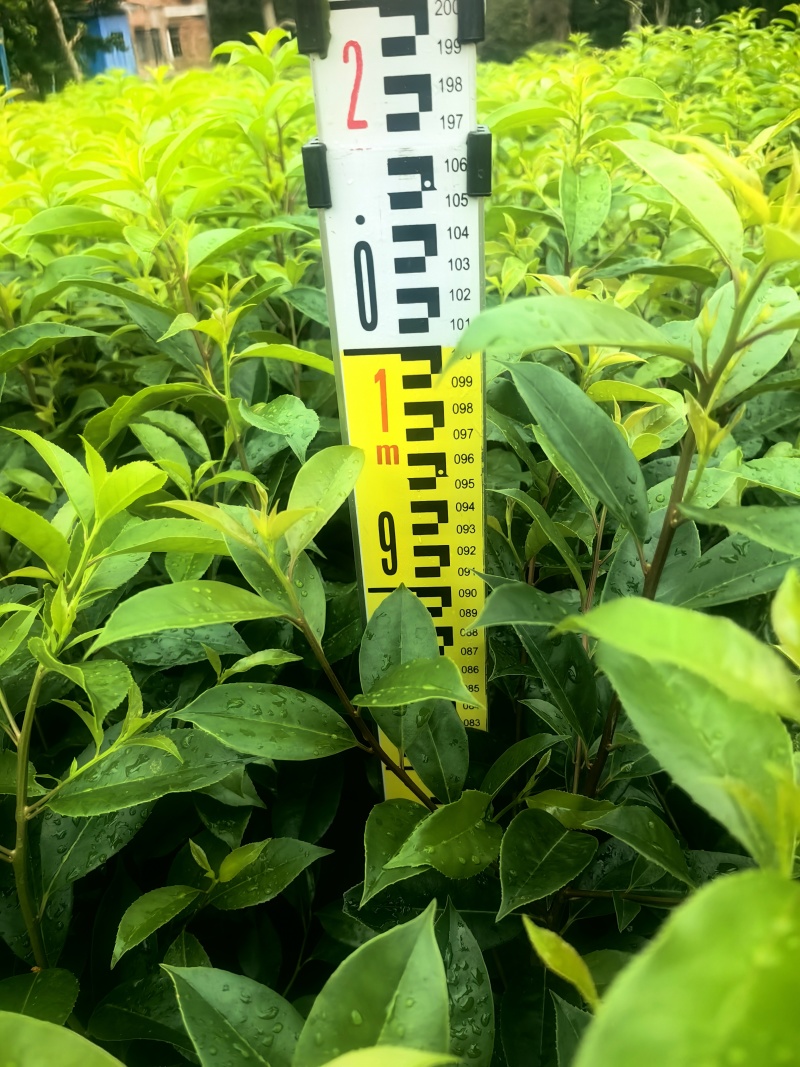 铁冬青绿化苗木铁冬青冬青产地直发量大优惠