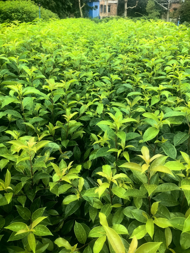 铁冬青绿化苗木铁冬青冬青产地直发量大优惠