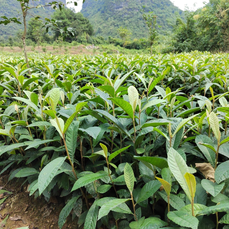 枇杷苗枇杷实生苗枇杷芽苗枇杷砧木苗枇杷基地