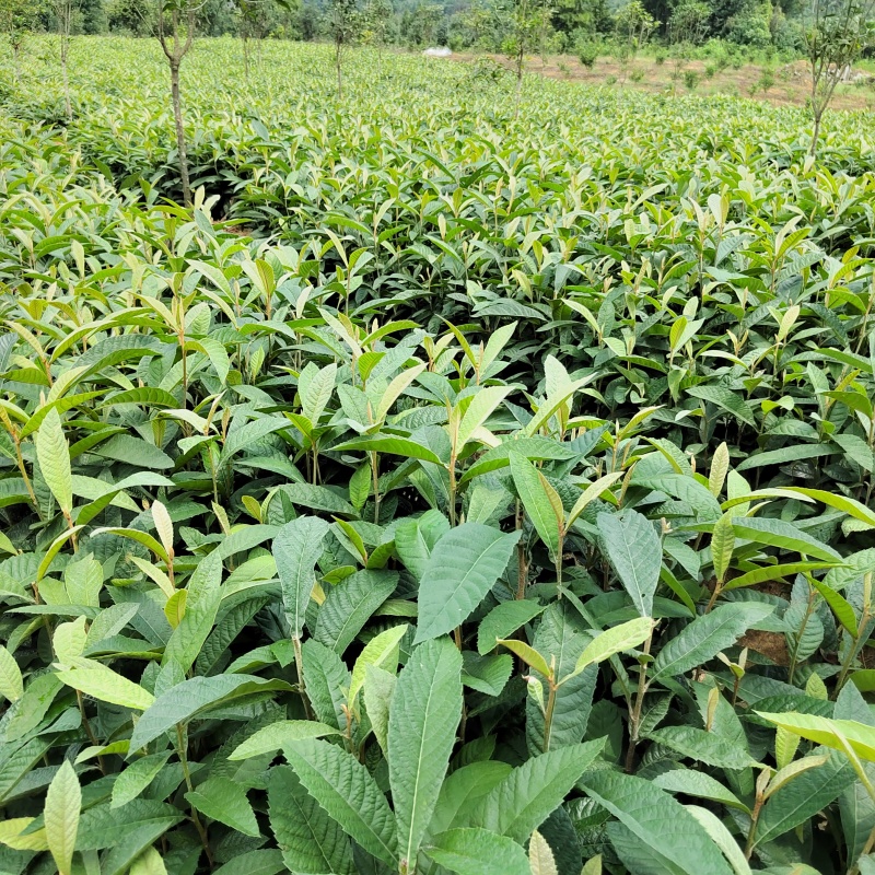 枇杷苗枇杷实生苗枇杷芽苗枇杷砧木苗枇杷基地