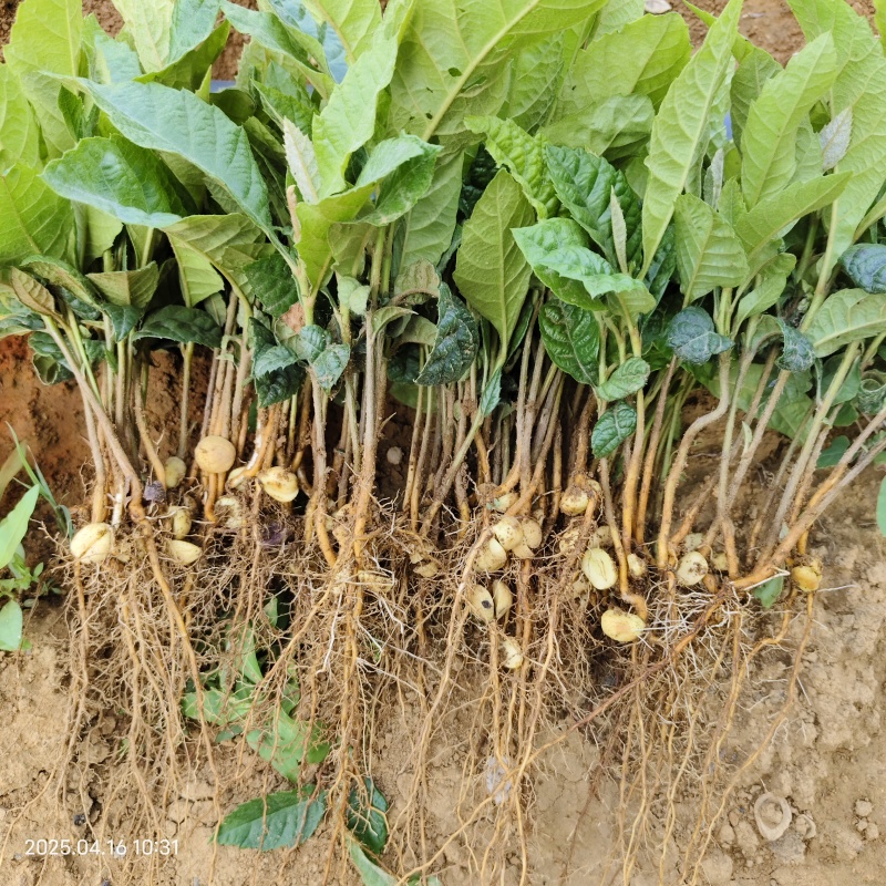 枇杷苗枇杷实生苗枇杷芽苗枇杷砧木苗枇杷基地