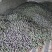 五月脆李子，基地供应量大价优一手货源支持视频看货